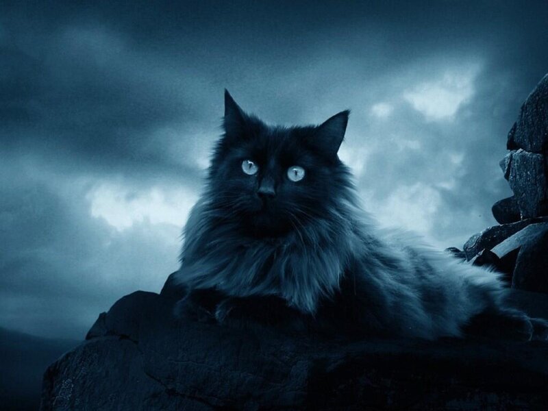 Black Cat on Rock — Blue, Dramatic