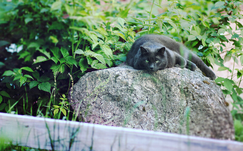Black Cat on Rock — Green