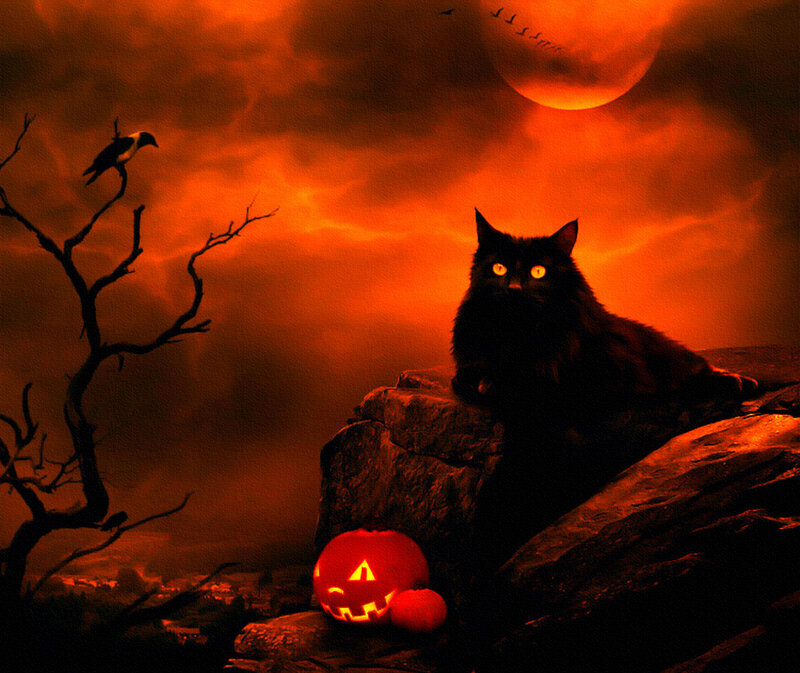 Black Cat on Rock — Orange, Eerie