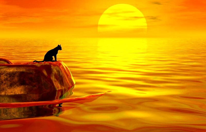 Black Cat on Rock — Orange, Serene