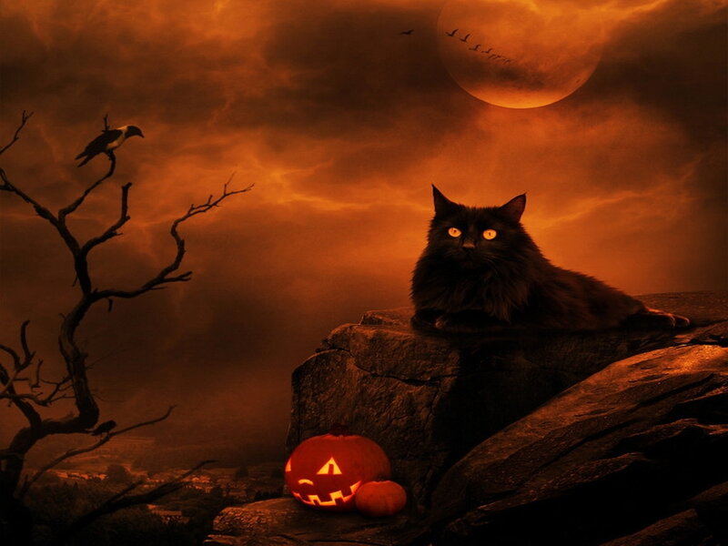 Black Cat on Rock — Orange