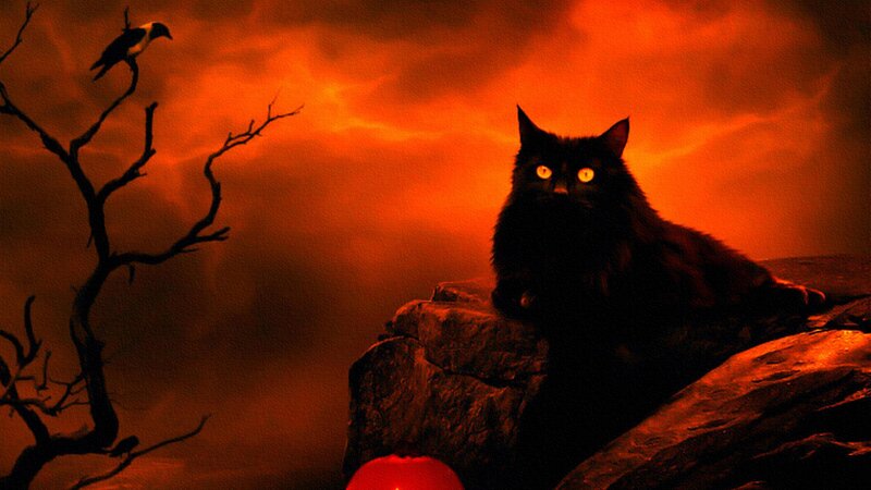Black Cat on Rock — Red
