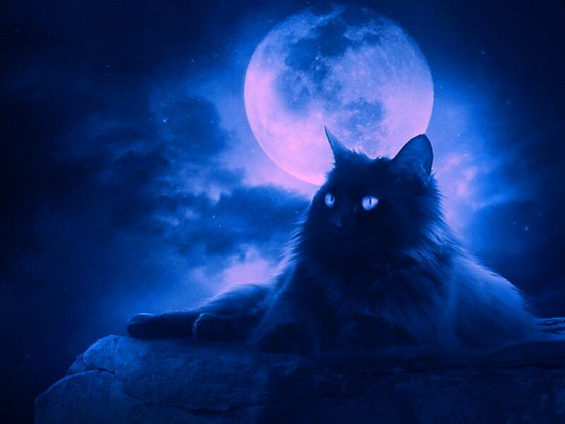 Black Cat on Rock