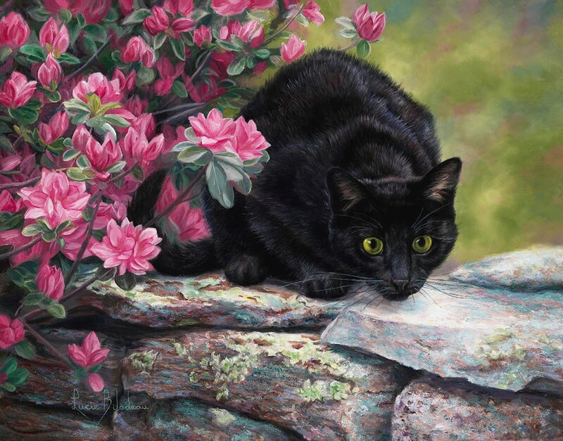 Black Cat on Rocks — Calm