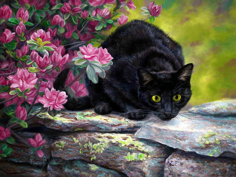 Black Cat on Rocks — Serene