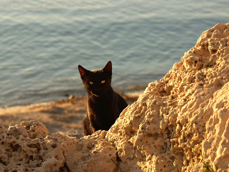 Black Cat on Rocks