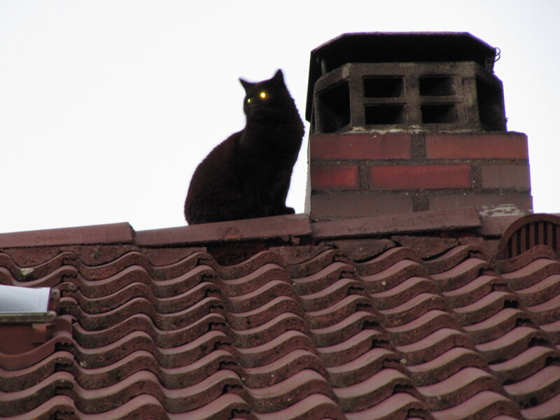 Black Cat on Roof — Brown