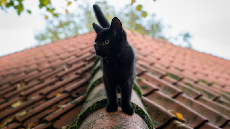 Black Cat on Roof — Calm, Autumn