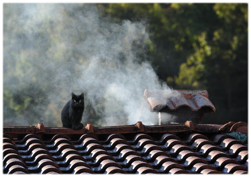 Black Cat on Roof — Calm