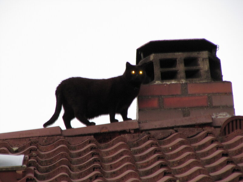 Black Cat on Roof