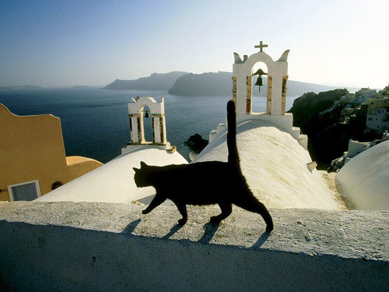 Black Cat on Rooftop