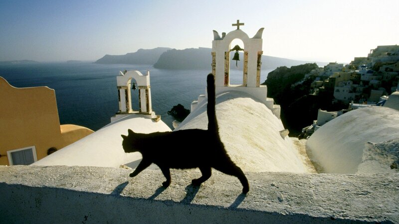 Black Cat on Rooftop — White