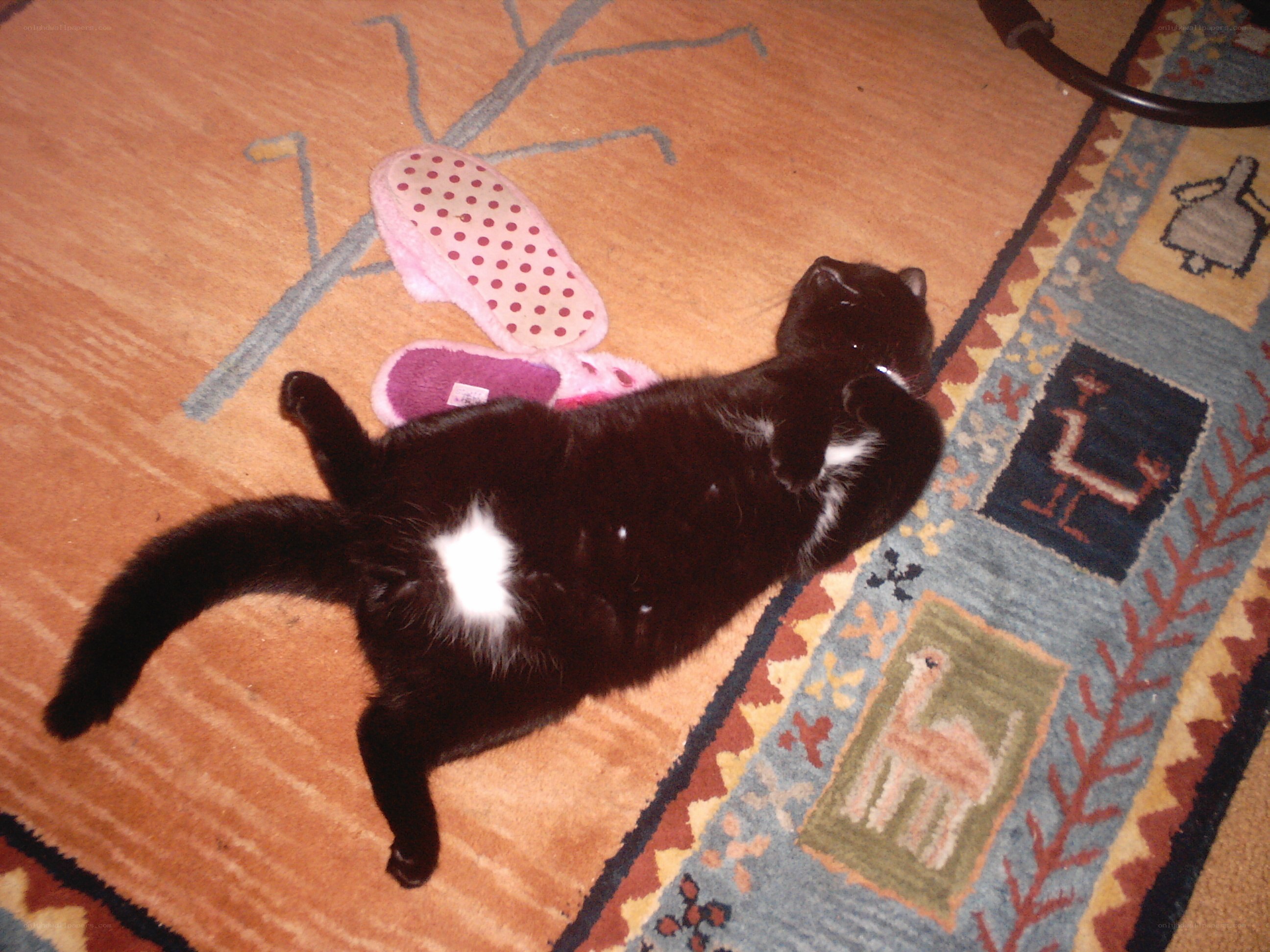 black cat on rug
