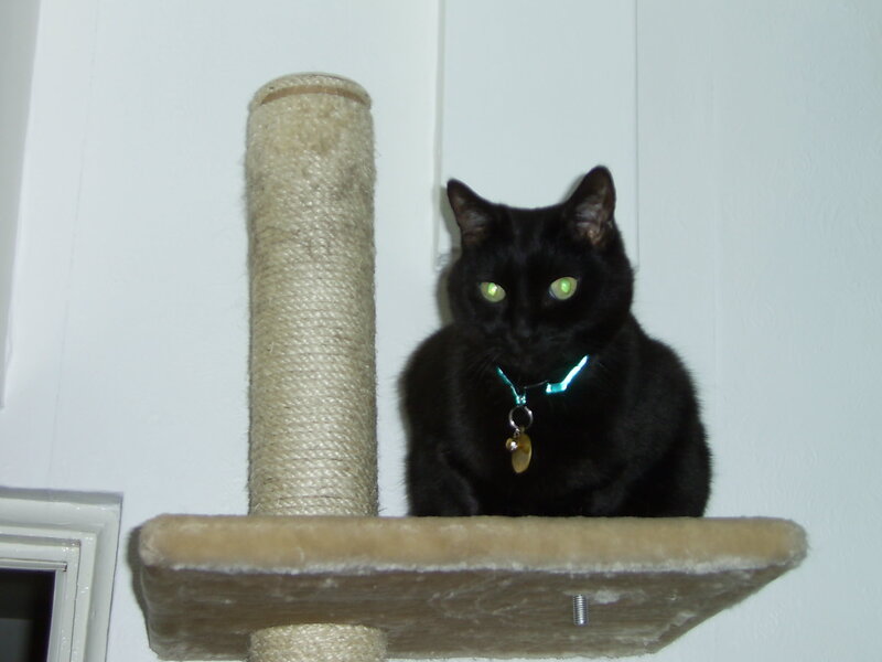 Black Cat on Scratching Post — Calm