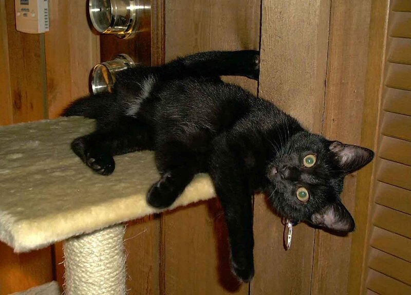 black cat on scratching post