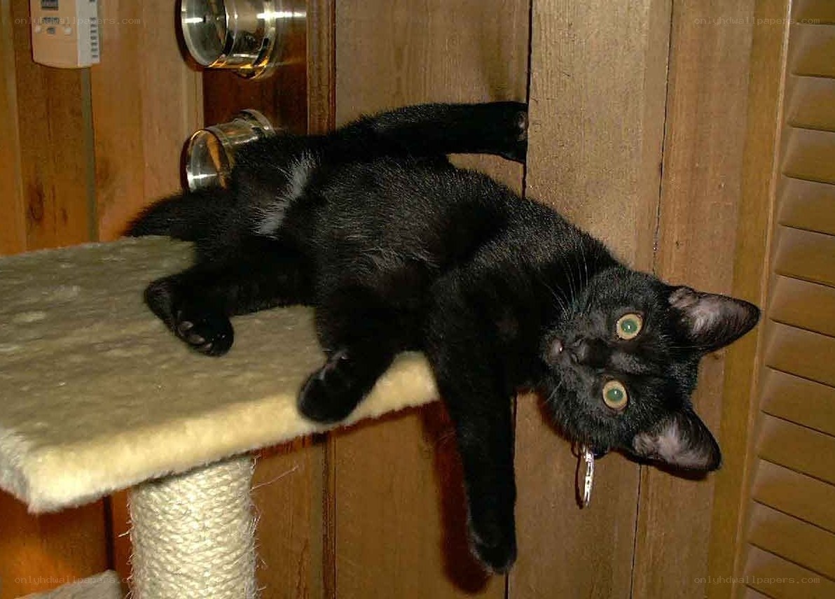 black cat on scratching post