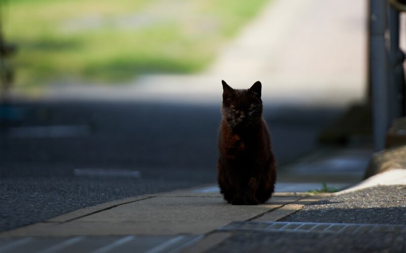 Black Cat on Sidewalk — Dramatic, Afternoon