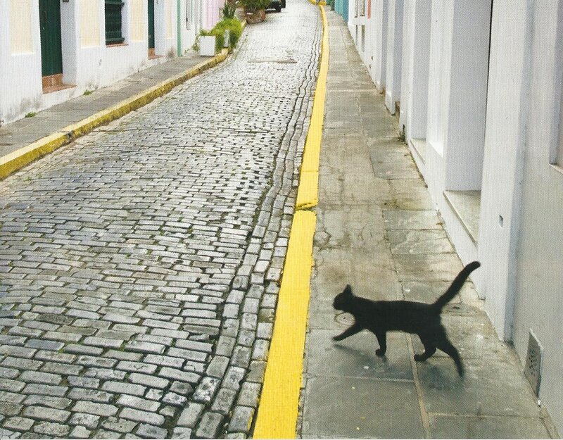 Black Cat on Sidewalk — Gray