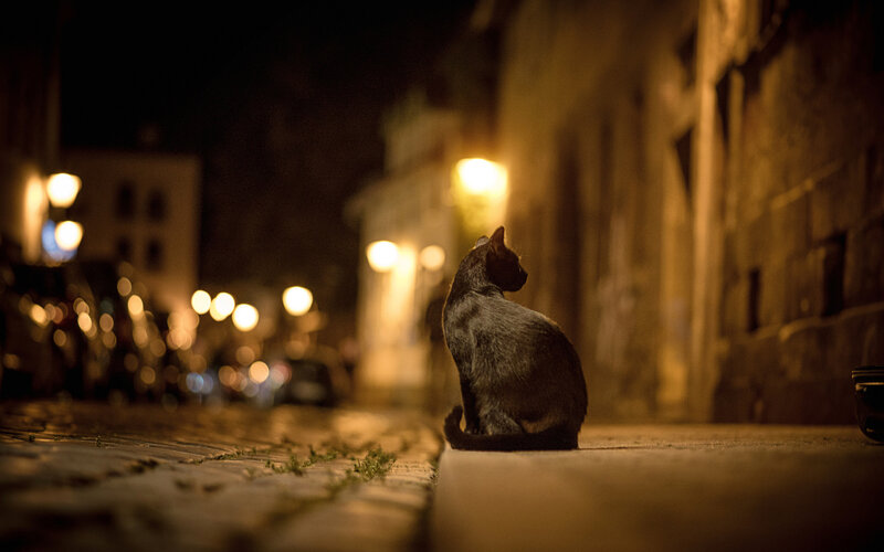 Black Cat on Sidewalk — Nocturnal, Night