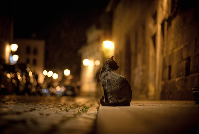 Black Cat on Sidewalk — Nocturnal