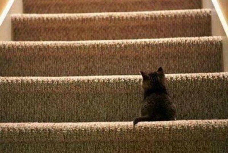 Black Cat on Stairs — Brown