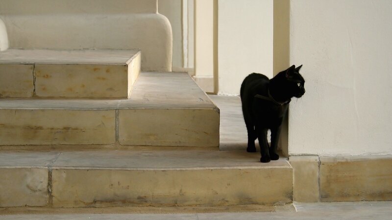 Black Cat on Steps — Calm, Afternoon