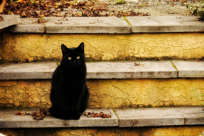 Black Cat on Steps — Calm, Autumn