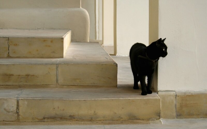 Black Cat on Steps