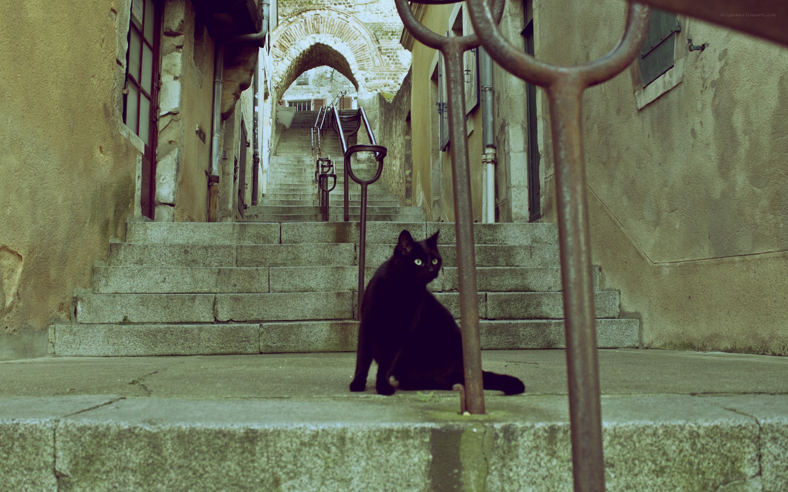 Black cat on stone stairs