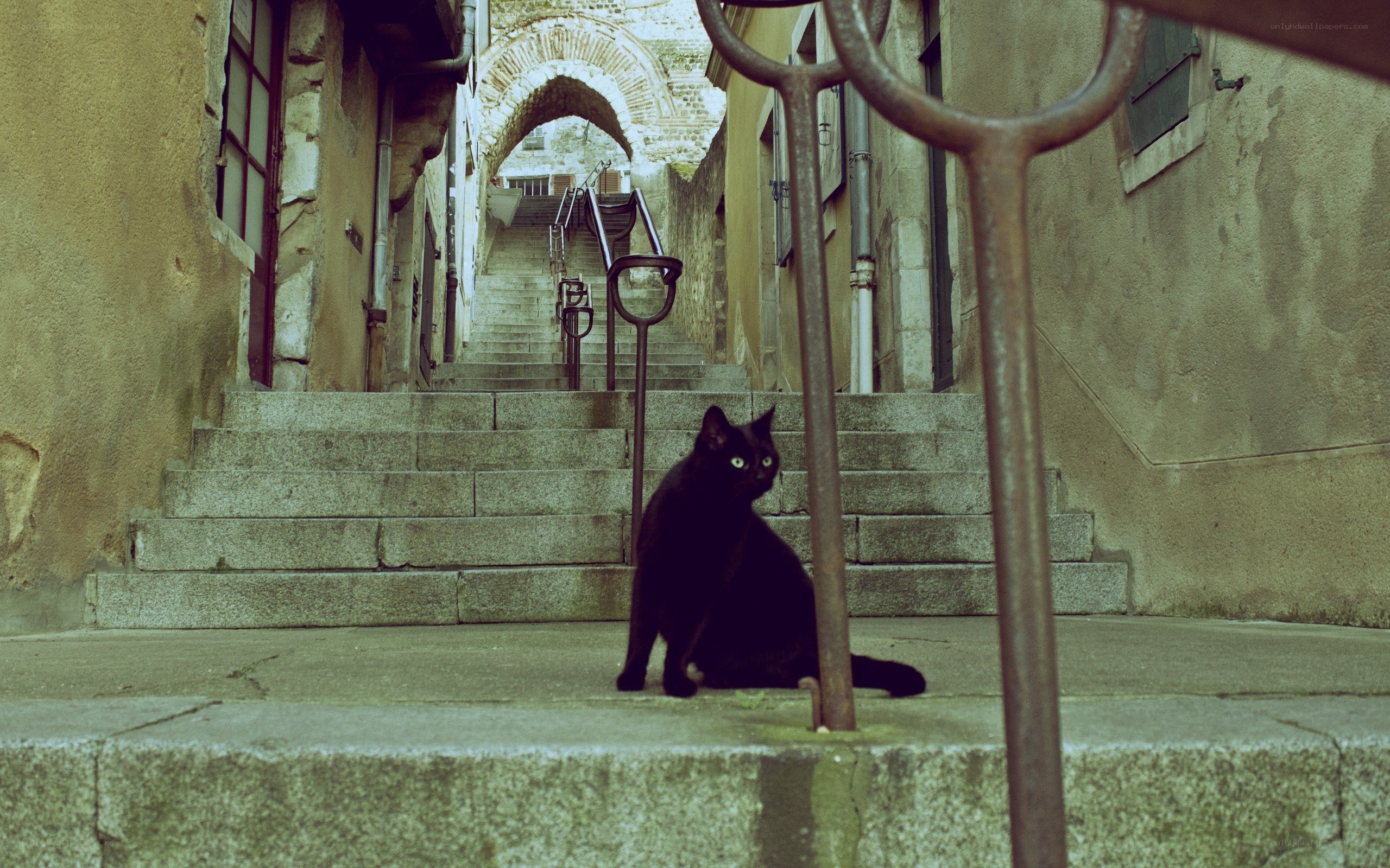 Black cat on stone stairs