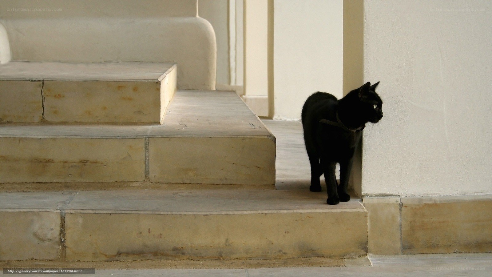 black cat on stone steps