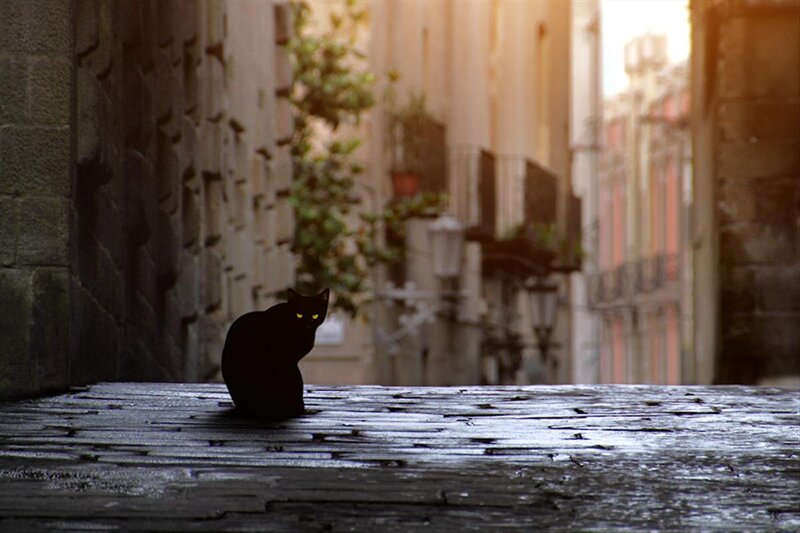 Black Cat on Stone