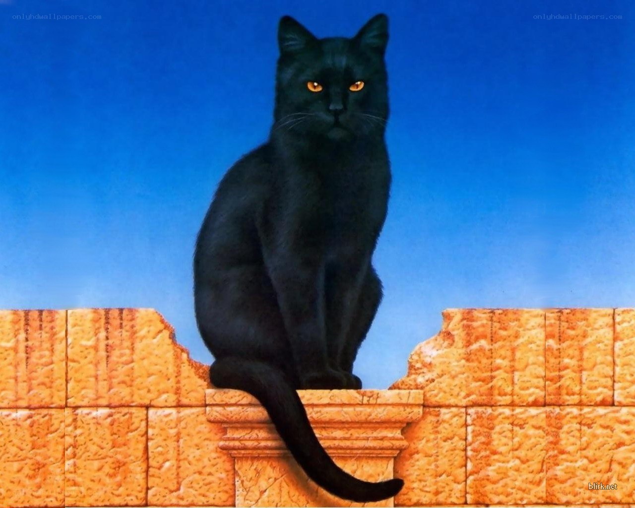 Black cat on stone wall