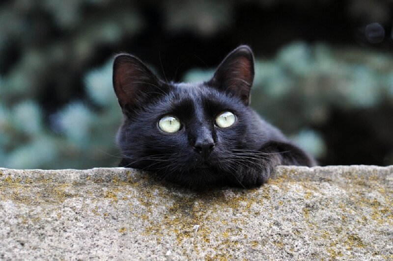 Black Cat on Stone Wall — Calm