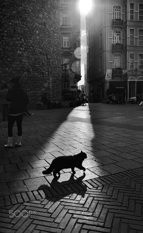 Black Cat on Street — Dramatic
