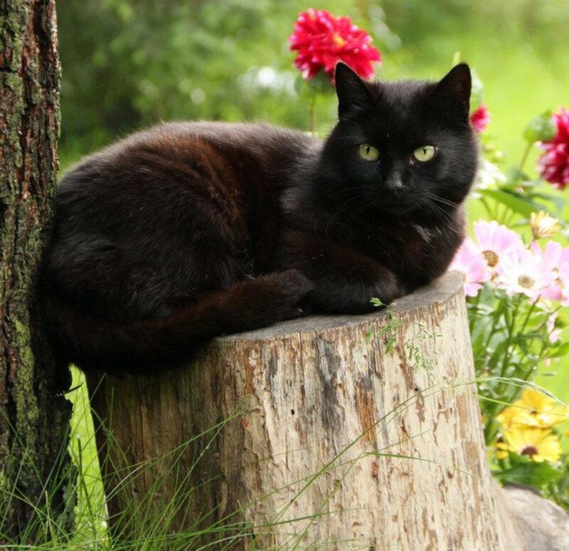 Black Cat on Stump — Calm