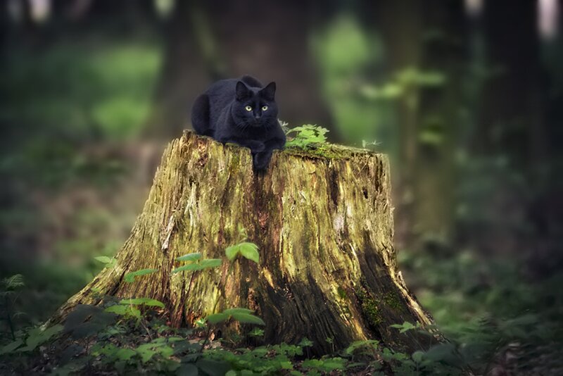 Black Cat on Stump