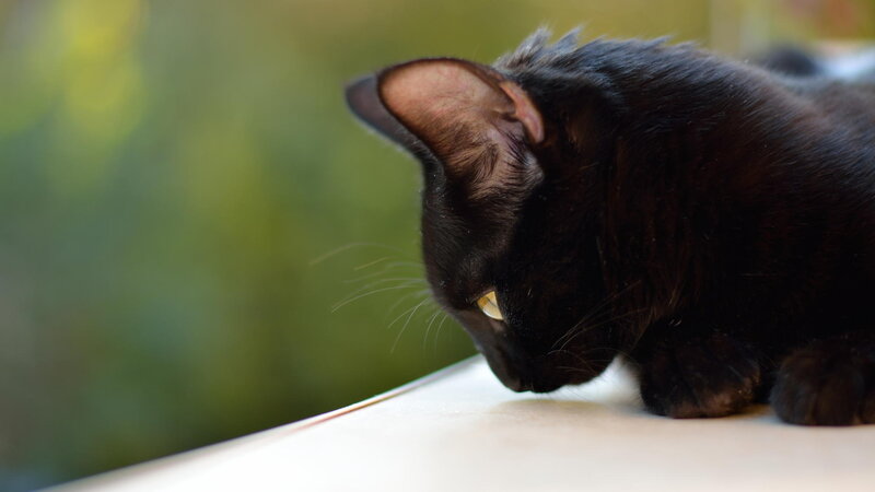 Black Cat on Surface