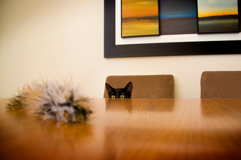 Black Cat on Table — Brown