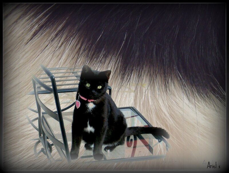 Black Cat on Table — Calm