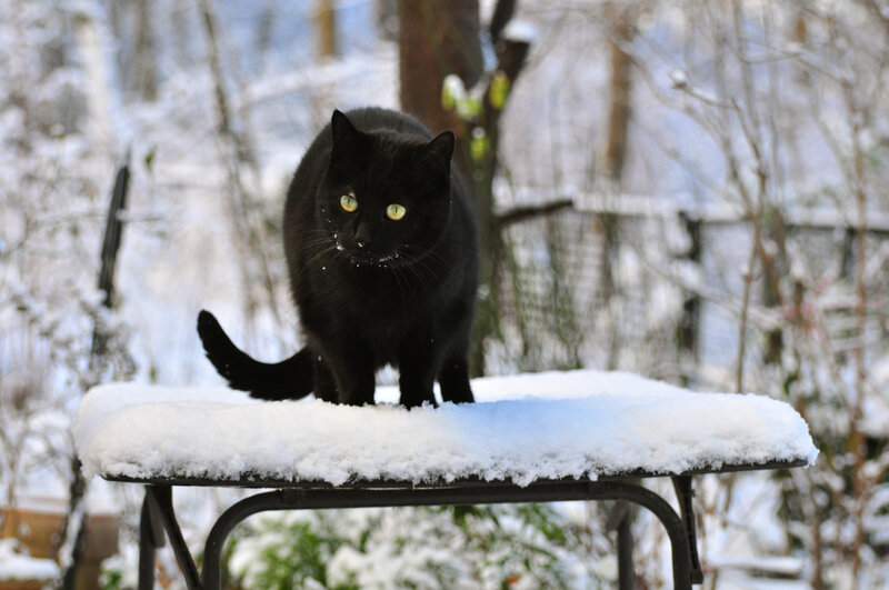 Black Cat on Table — Calm, Winter