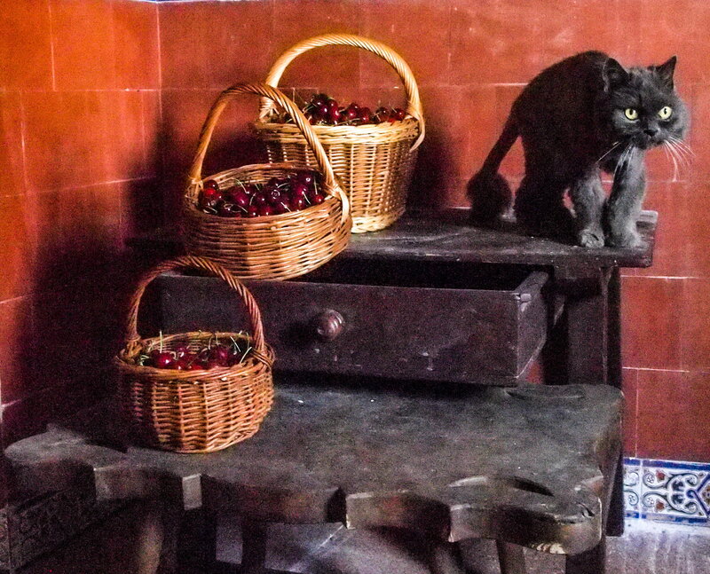 Black Cat on Table — Red