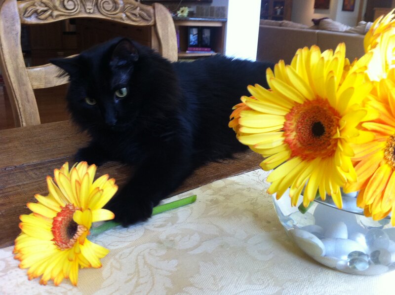 Black Cat on Table — Yellow