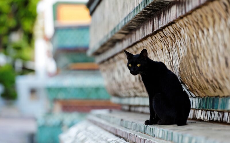 Black cat on temple steps
