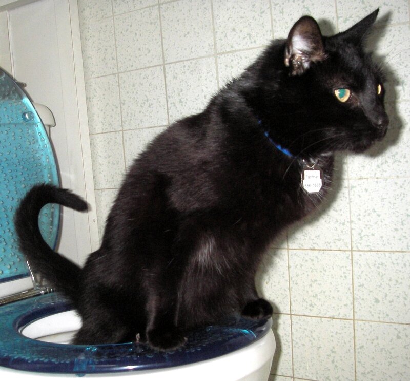 Black Cat on Toilet — Calm