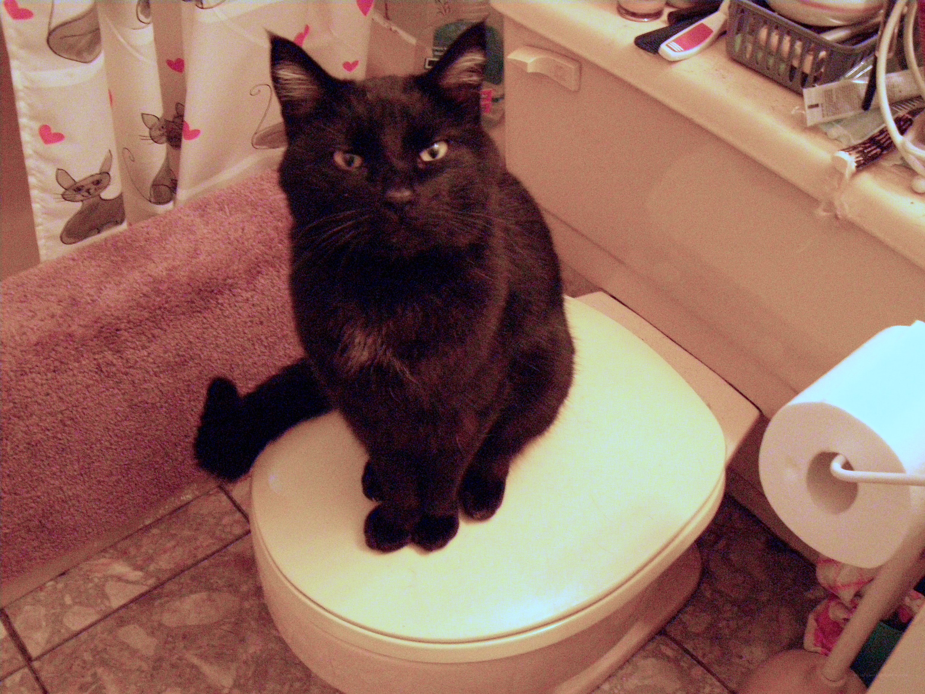 black cat on toilet