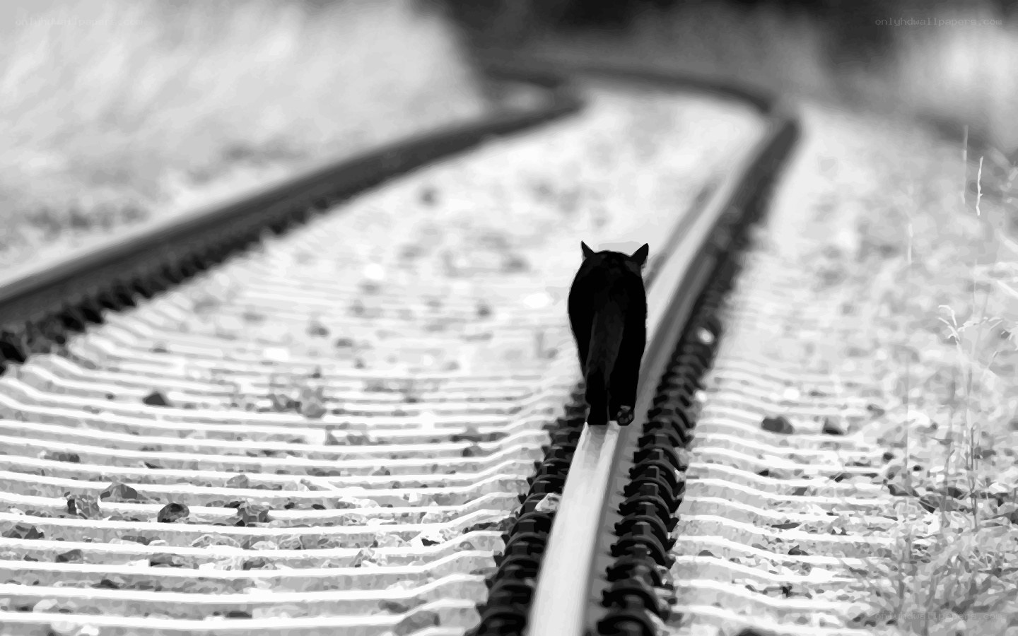 black cat on train tracks