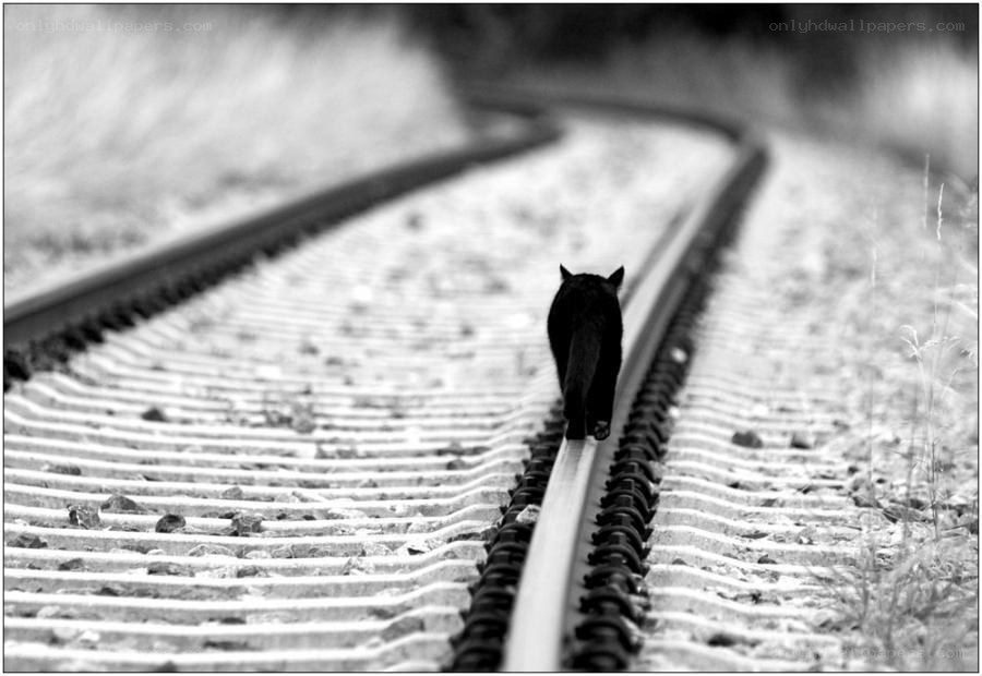 black cat on train tracks