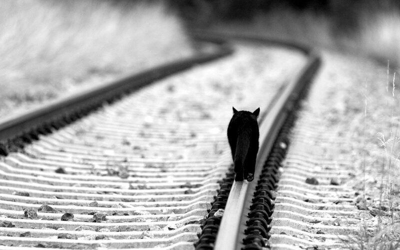 Black Cat on Train Tracks — Solitary