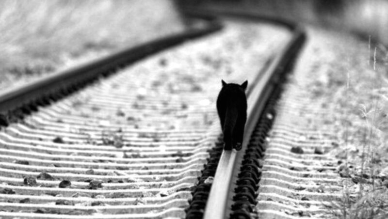 Black Cat on Train Tracks — Somber
